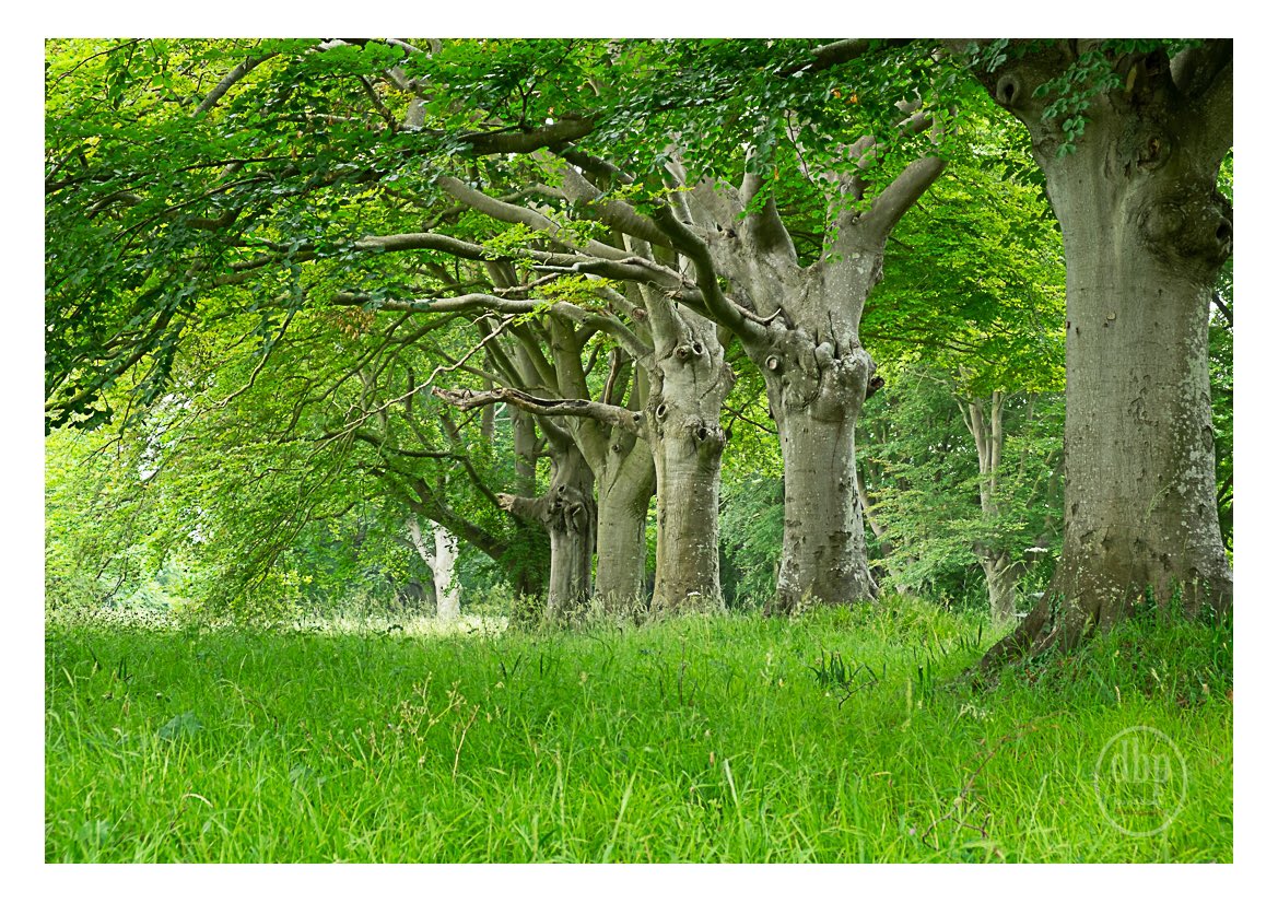 DavidBeater's tweet photo. Avenue of Trees near Bradbury Rings. Photo taken yesterday after a morning walk with our dog Amber around the rings....#beechtrees #dorset #NaturePhotography https://t.co/aWBP3YsNQ6