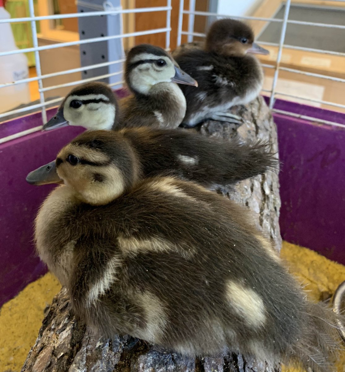 WWSanctuary's tweet photo. We’ve got all our ducks in a row.

Technically they are ducklings.  1 Mallard, 2 Wood Ducks and one Common Merganser to be exact. https://t.co/TwBNvdnUdA