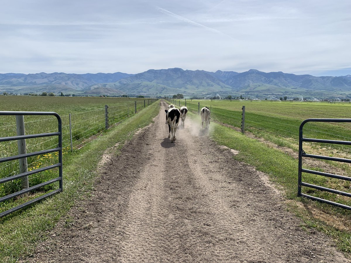 USUCropGuy's tweet photo. These heifers are heading back to their assigned pasture after the monthly weigh-in for a big multidisciplinary study. Having grown up on a dairy, I worked really hard in school to become an agronomist so I didn’t have to work with these critters anymore. But here I am...🤦🤷‍♂️😎 https://t.co/BJ9tQaepBV