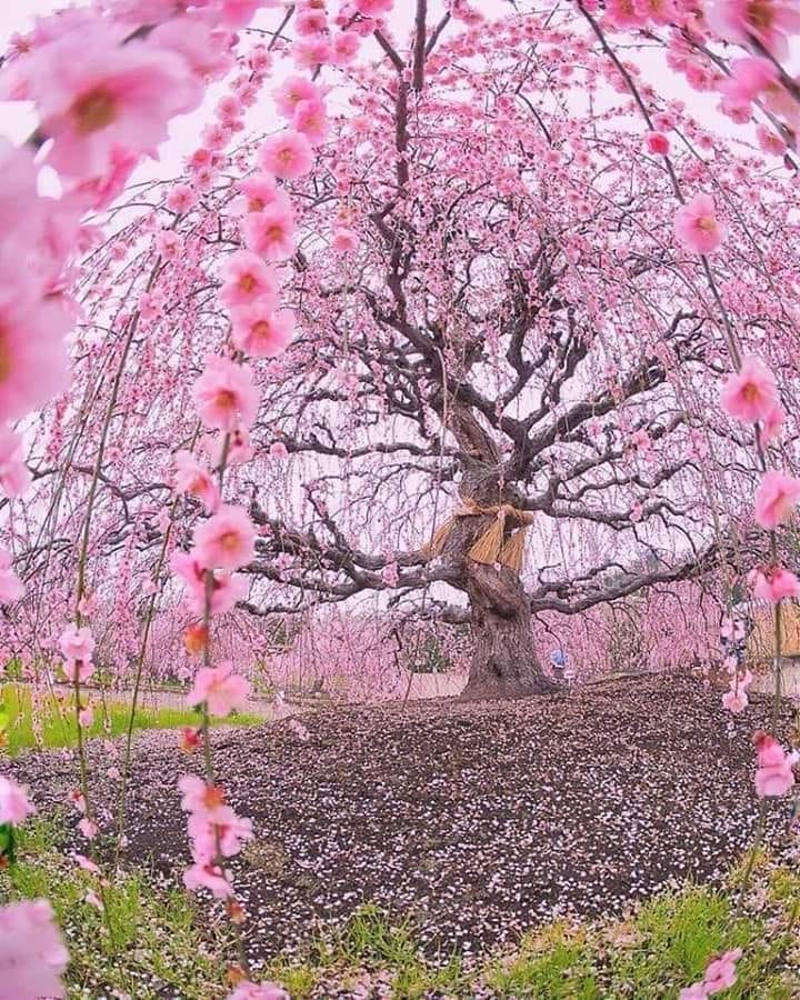 EkoSpark's tweet photo. Japanska trešnja, stara 200 godina https://t.co/KbEnTpl35D