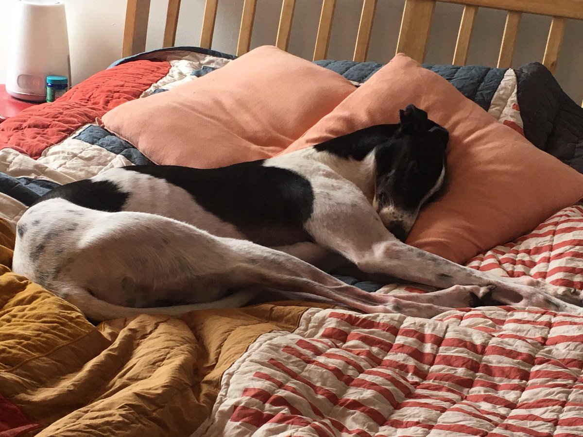 LimStudio2's tweet photo. @TimeOutLondon My rescue greyhound Vinnie knows the best place to spend his lockdown !!! https://t.co/JuFsw6aQEu