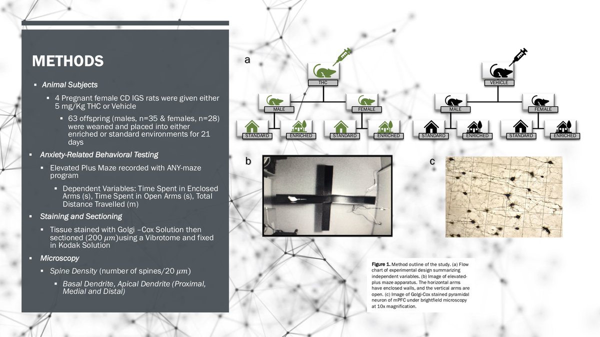 kellyzz23's tweet photo. Hello everyone! I'm delighted to present my undergraduate thesis. My research investigated the effects of gestational exposure to THC and environmental enrichment on anxiety behaviours and neuronal spine densities! Looking forward to seeing all your posters! #aoputc2020 https://t.co/q67xLwM8AL