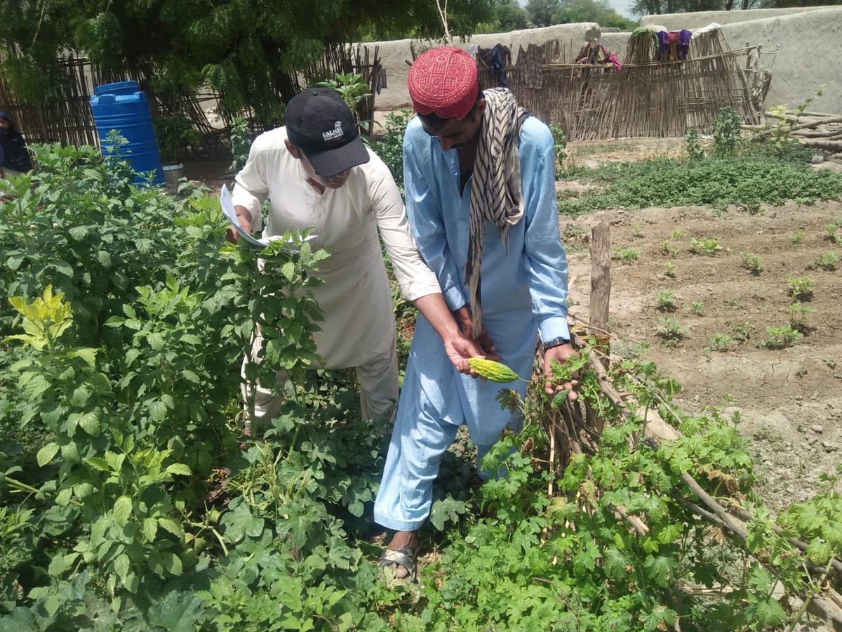 AgriSindh's tweet photo. Satisfactory response from beneficiaries after #growth of #seasonal fresh #vegetables #Okra, #bitter #gourds, #Karela, #Toori & #Chillies https://t.co/Z871Trd1Up
