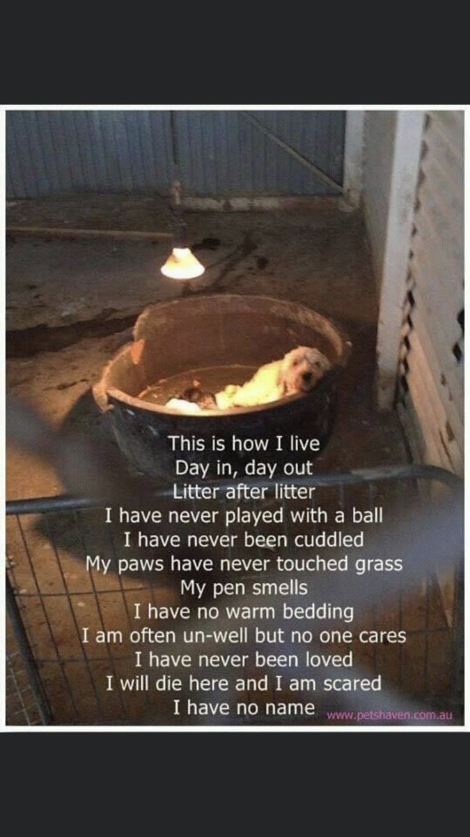 Puppy Farming 😔 Never buy, always rescue!