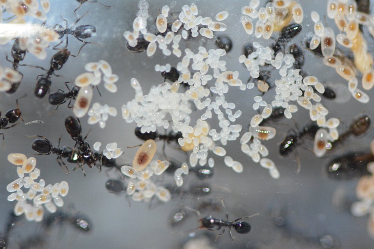 antgenomics's tweet photo. Next one is Ochetellus glaber (GAGA-0302), a common Australian species. Photo by Qionghua Gao. https://t.co/5oTT9Ln6JT