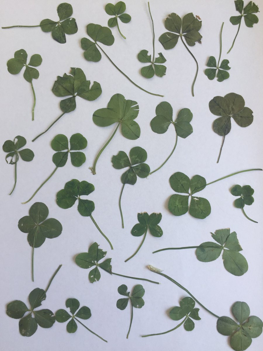 CloverCaroline's tweet photo. #fourleafclover #lucky #LuckyFriday #luckycharm #etsy #etsyshop #4leafclover #NaturePhotography #nature #NaturePhotographyDay #naturelover #love #SmallBusiness #SmallBusiness #forsale 

https://t.co/XopUa48XQA https://t.co/Z3T7xvnCVC