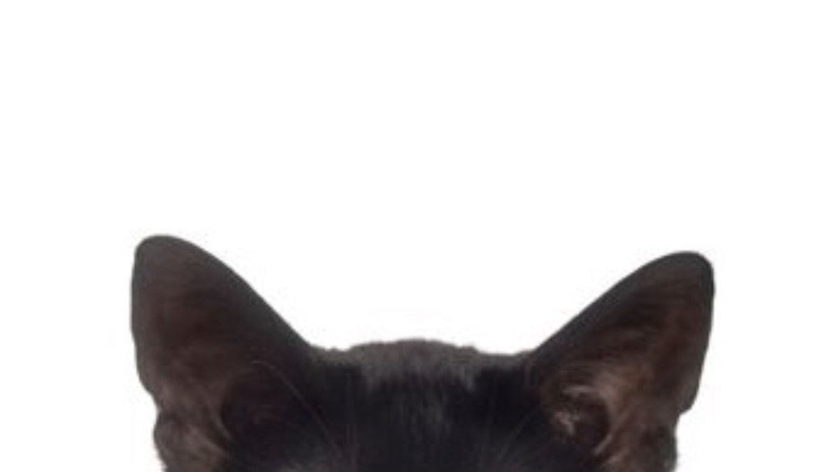 tthotobot's tweet photo. did it work https://t.co/4G6FTl7ra4