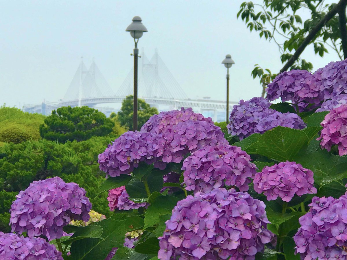 ガーデンネックレス横浜公式 6月19日 港の見える丘公園 港の見える丘公園ではアジサイが見頃です アジサイ越しにベイブリッジが見えるスポットです