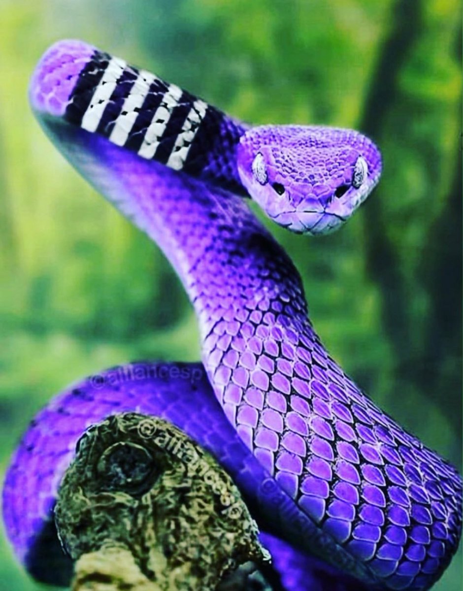 BeyondtheChokes's tweet photo. Tag the toughest colored belts you know! ⬇️⬇️⬇️
.
.
.
#beyondthechokes #bjj #brazilianjiujitsu #jiujitsu #tag #tagafriend #friday #tough #beastmode #athlete https://t.co/hJn2tSTcZE