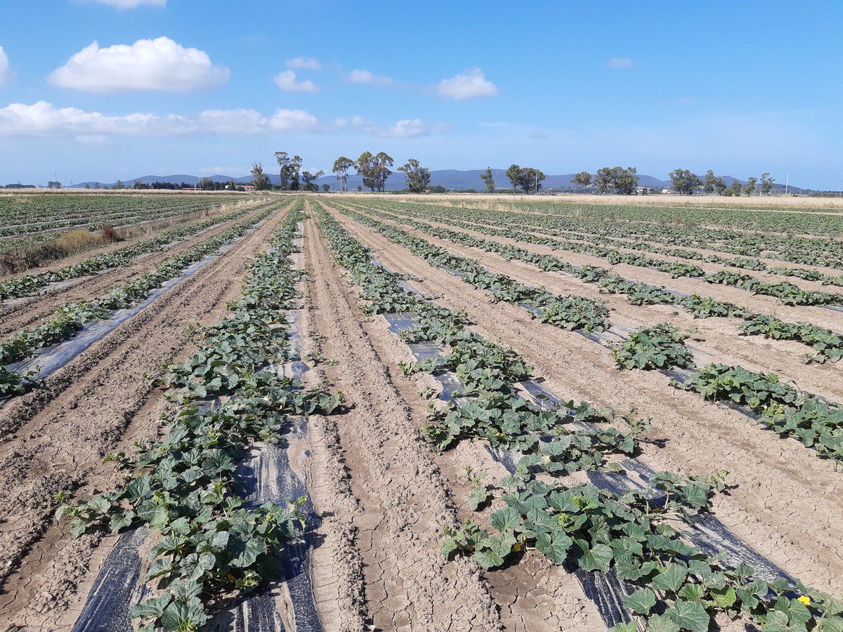 We finished a 3 days 53 hours monitoring &amp; sampling campaign in the #covid19 era in the experimental #valdicornia basin. Did the #lockdown2020 help improving #groundwater quality? <a href="/LIFEprogrammeIT/">NCP LIFE IT 🇮🇹</a> @EU_EASME @MARSoluT_ITN <a href="/EGU_HS/">EGU Hydrology</a> <a href="/iahgroundwater/">IAHgroundwater</a> <a href="/SantAnnaPisa/">SantAnnaPisa</a> <a href="/PDCminambiente/">Piattaforma delle Conoscenze</a>