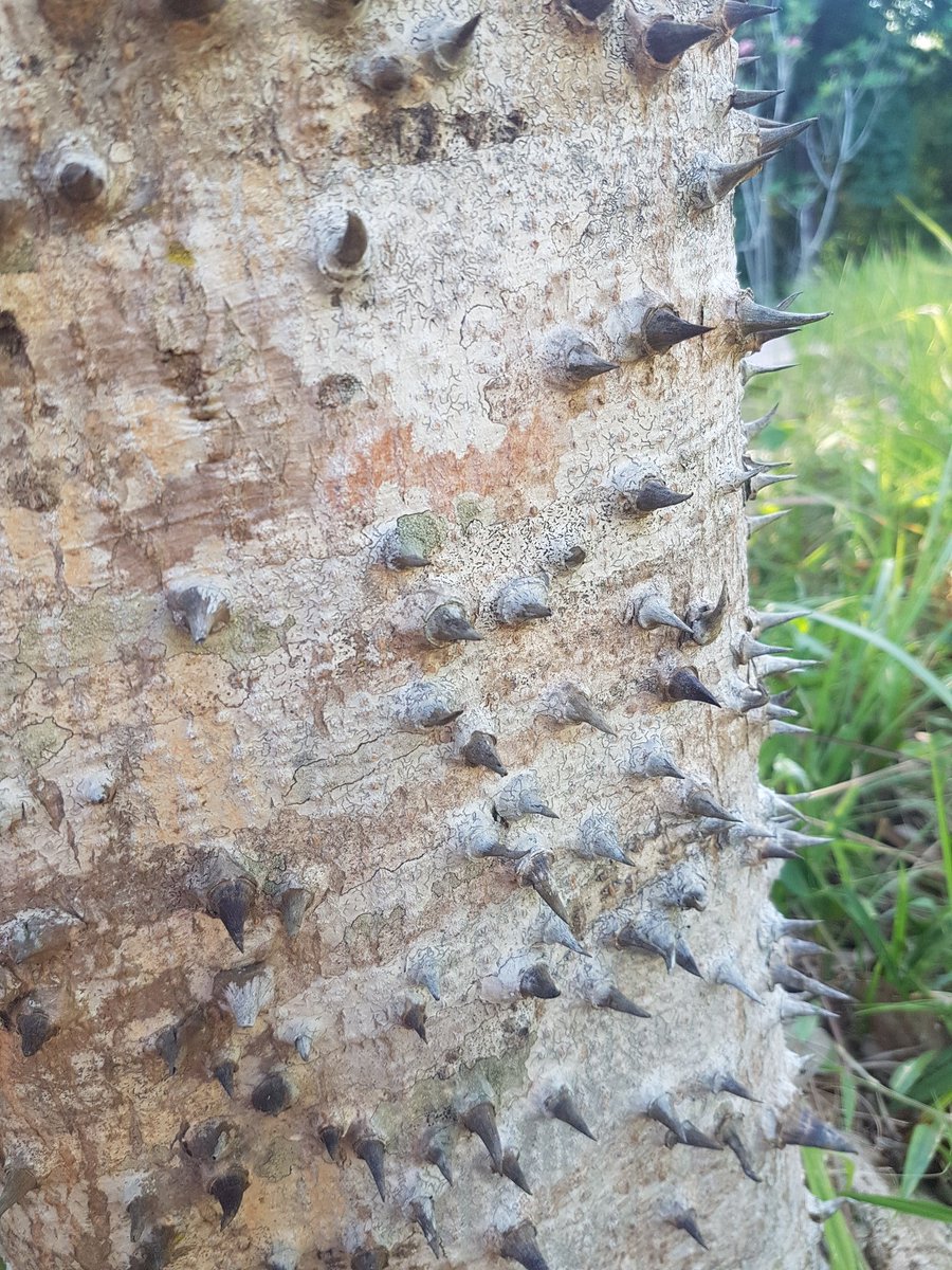 Pokok Bucida Green Pokok Payung Youtube