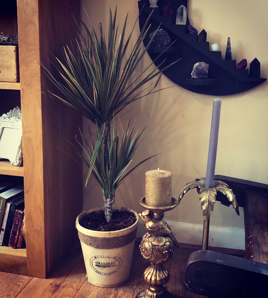 TheImageDarlin1's tweet photo. This is my fave plant, the Madagascar Dragon Tree. Hard to kill, perfect for me 😎 #madagascardragontree #dragontree #houseplant #plantsofinstagram #plantdecoration https://t.co/9QtYo1DYQP