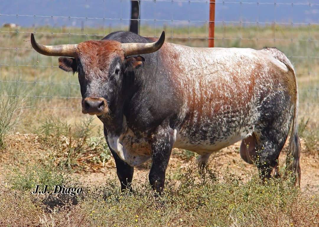 HIERROSENCASTES's tweet photo. | CASTA CABRERA |

Orígenes y evolución del encaste.
Capítulo 1️⃣:

#HierrosyEncastes #Tauromaquia #Torista #DiversidadDeEncastes #ToroBravo #Toros #Toreo #Historia #CastaCabrera #Miura 

⬇️⬇️⬇️
https://t.co/DFFZi26HfE https://t.co/iEC0jVWyPh