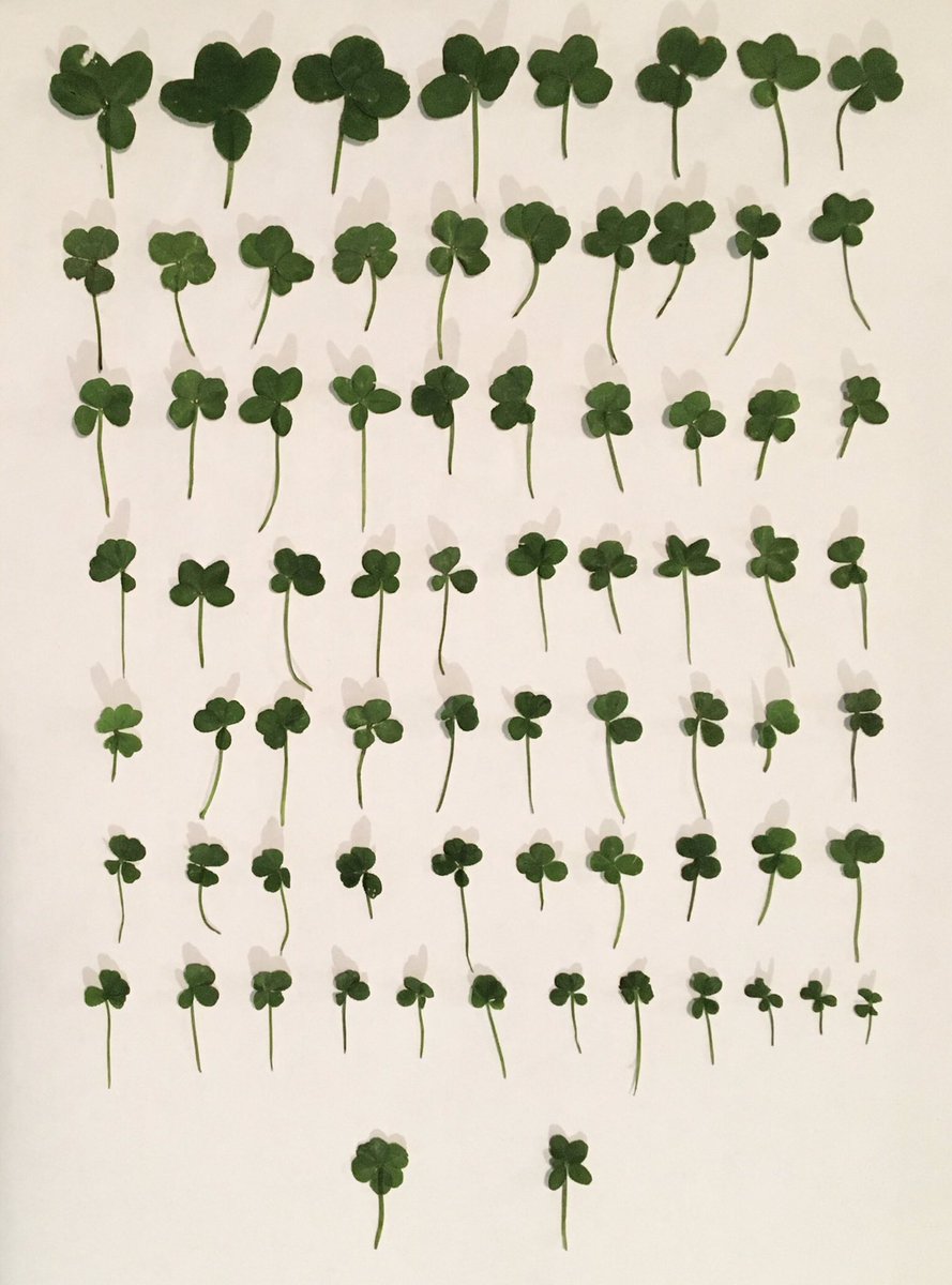 Found 120 four leaf clovers and even some five and six leaf clovers in my back garden. Is this enough luck for 2020 to finally start looking up? 🍀