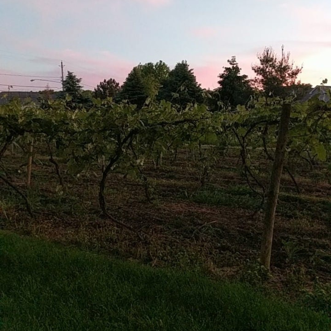 Lee Klingshirn tweet media