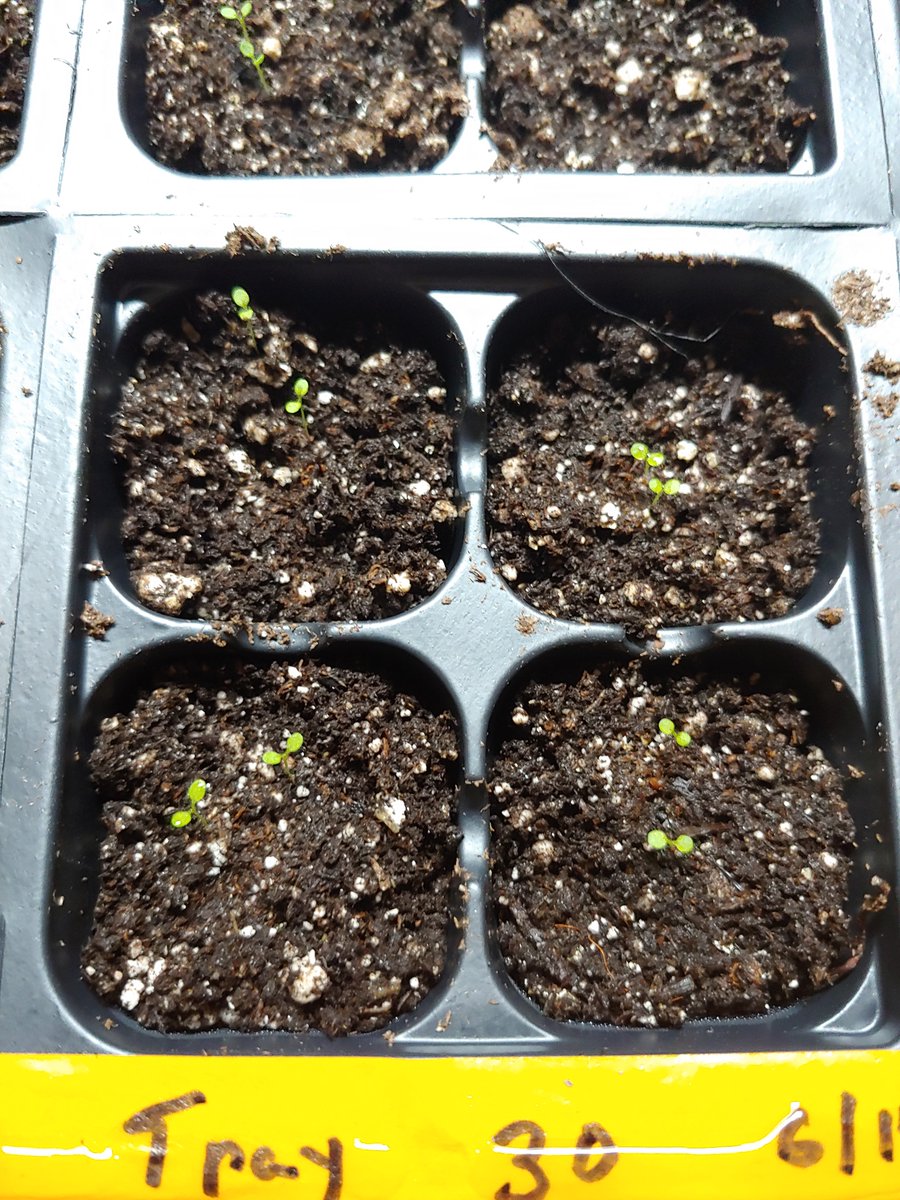 TheunPakProject's tweet photo. As we are ending our first week of the the unPAK USDA REEU we are beginning to see some seedlings! Grow little ones, grow! https://t.co/LAQkQWW3p7