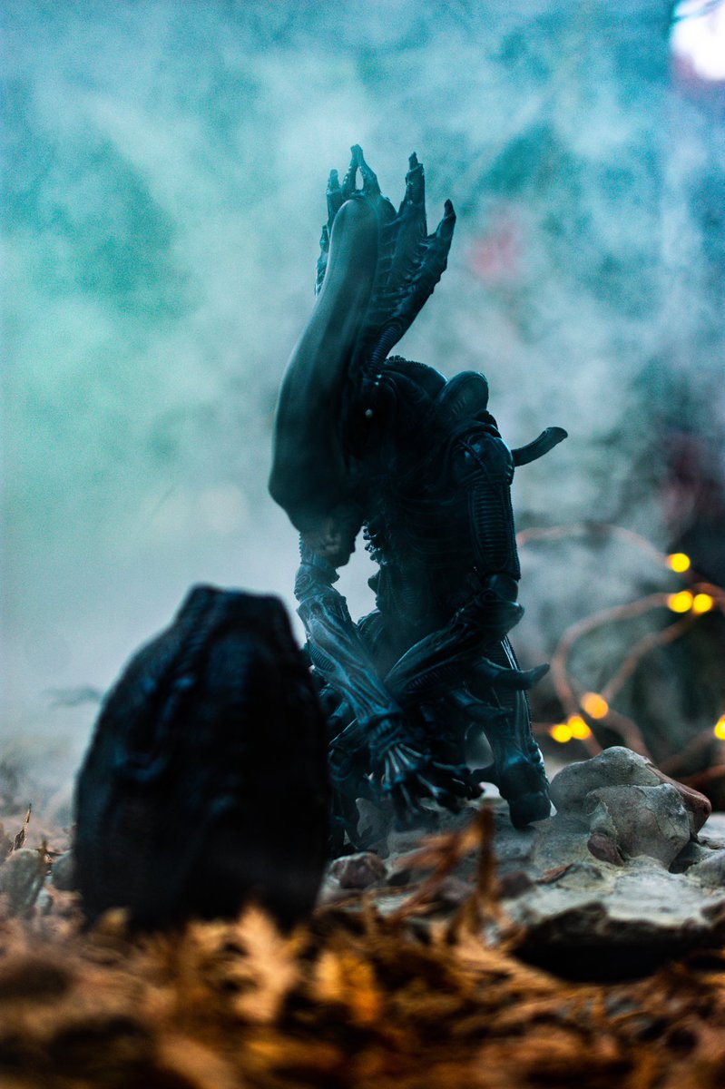 neronian_'s tweet photo. Happy #facehuggerfriday !!!
#neca #xenomorph #gorillaalien #kennertribute https://t.co/rY0vrP0MS0