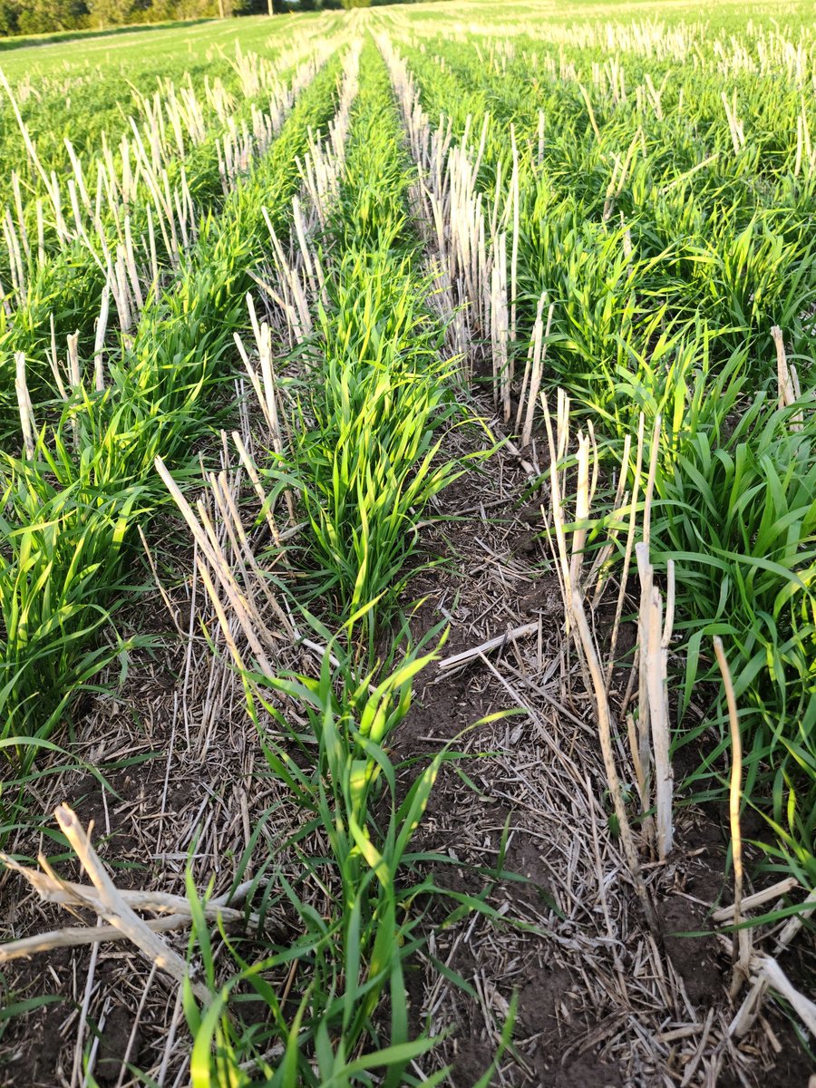 Peaqueen1's tweet photo. @agassizmur1 @westcdnag I know this does not work for beans, but this us how we protect crops, the soil &amp; build carbon with #mintil. https://t.co/VHHo4CA3R0