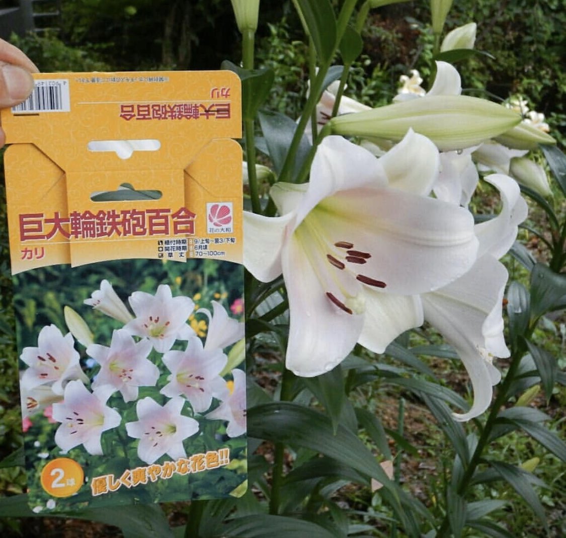 花の大和オンラインショップ 鉄砲百合の品種名カリが咲きました 薄いピンクが とってもキレイ 本店で予約受付中です 本店 T Co Sa3bthswni 鉄砲百合 てっぽうゆり テッポウユリ 百合 切り花 球根 ガーデニング ガーデニングライフ 花の大和オンラインショップ 鉄砲百合の品種名カリが咲きました 薄いピンクが とってもキレイ 本店で予約受付中です 本店 T Co Sa3bthswni 鉄砲百合 てっぽうゆり テッポウユリ 百合 切り花 球根 ガーデニング ガーデニングライフ