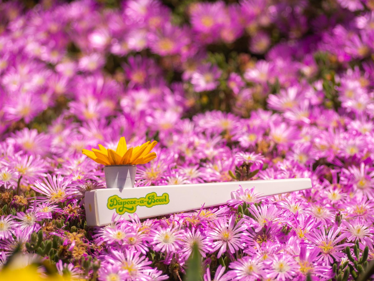 ADispoze's tweet photo. Happy Friday, Everyone!  #dispozeabowl #cannabis #weed #happyflowers #enjoylife https://t.co/7wOZkEitRh