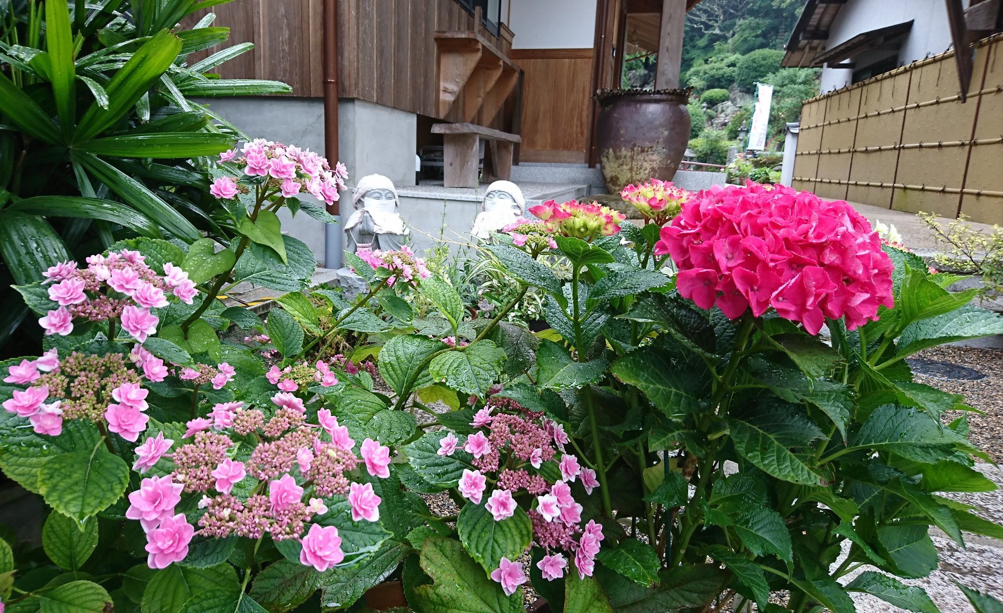 Kp61 大瀧山西法院 大瀧山 西法院 紫陽花 見頃 あじさい 見頃 アジサイ 見頃 紫陽花寺 あじさい寺 アジサイ寺 岡山県備前市 岡山県 備前市 雨の日の楽しみ 梅雨の楽しみ 写真 写真好き 紫陽花好き あじさい好き