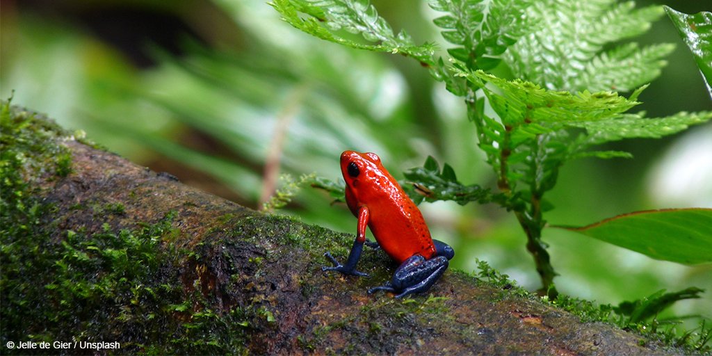 WildlifeDay's tweet photo. #DYK: rainforests cover only 6% of the Earth’s land surface, yet they are home to over half of all the world’s documented species and many indigenous communities whose livelihoods and culture are closely linked to these natural systems? #WorldRainforestDay #Connect2Earth https://t.co/MKyld0noVQ