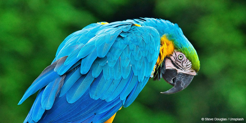 #DYK: rainforests cover only 6% of the Earth’s land surface, yet they are home to over half of all the world’s documented species and many indigenous communities whose livelihoods and culture are closely linked to these natural systems? #WorldRainforestDay #Connect2Earth