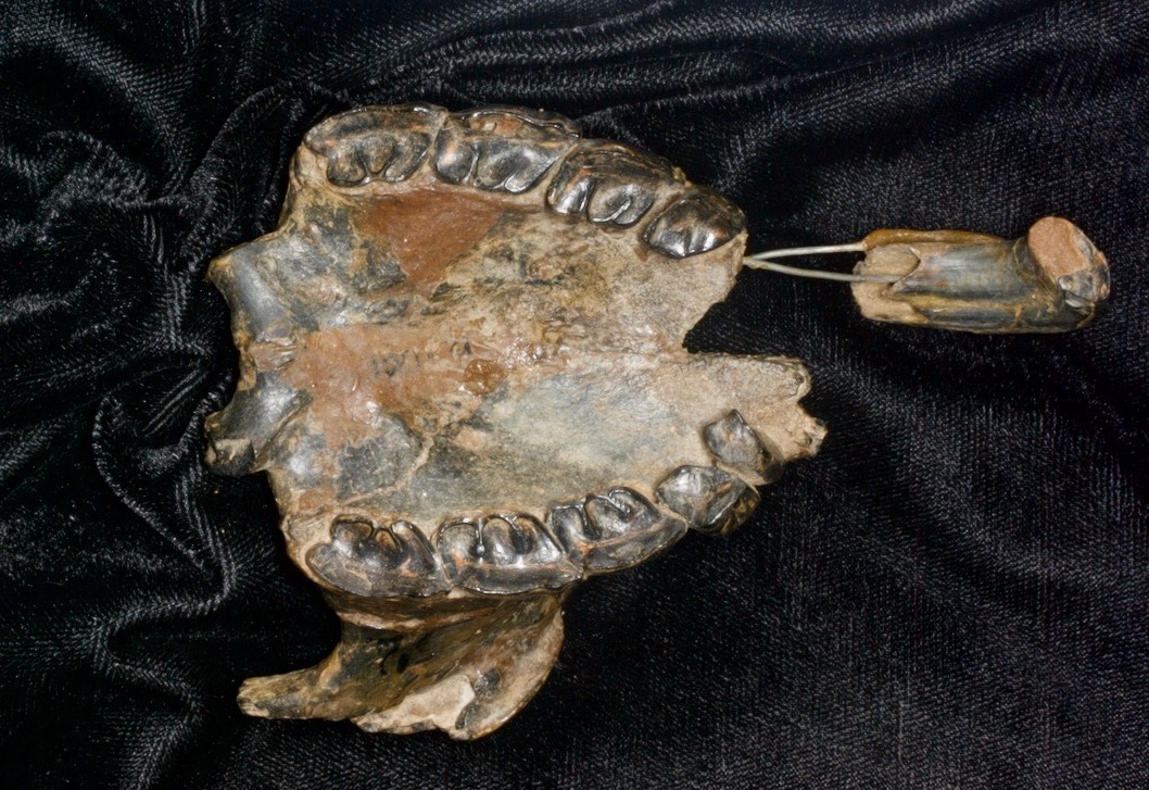 dcpaleo's tweet photo. #FossilFriday 🇦🇷Holotype of the ~15 million-year-old #notoungulate Eutypotherium lehmannnitschei. Mesotheres like this were medium-sized digging #mammals that may have been South America's version of #wombats. (PS: The three "n's" in its name are not a typo!) #Miocene #teeth https://t.co/emEkOgzfzq