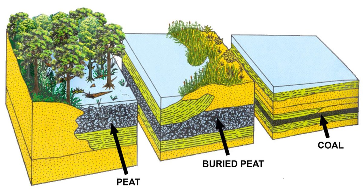 (9/n): Over time layers of mud, silt and sand washed into the swamp and buried the waterlogged peat layers. Millions of years passed. During this period the mud, silt, sand and the encased plant material experienced great pressure and high temperatures.