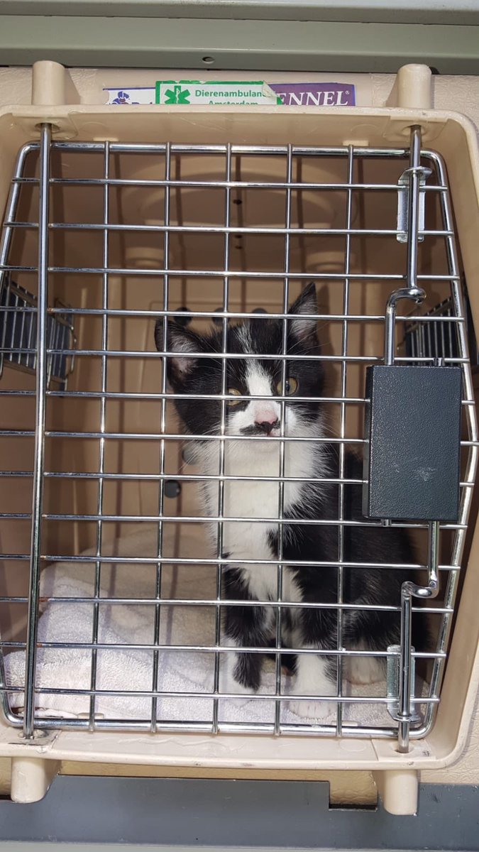 DierenAmsterdam's tweet photo. Nou dan maar een #Dolfje overload #kitten #gedumpt #Molenwijk #Amsterdam Lieve mensen het heeft geen zin ons te bellen over deze doerak. Mail naar #DOA https://t.co/6d0etNXaHj #vrijwilligers #dieren #ambulance #Amsterdam https://t.co/zlOEiEayz6