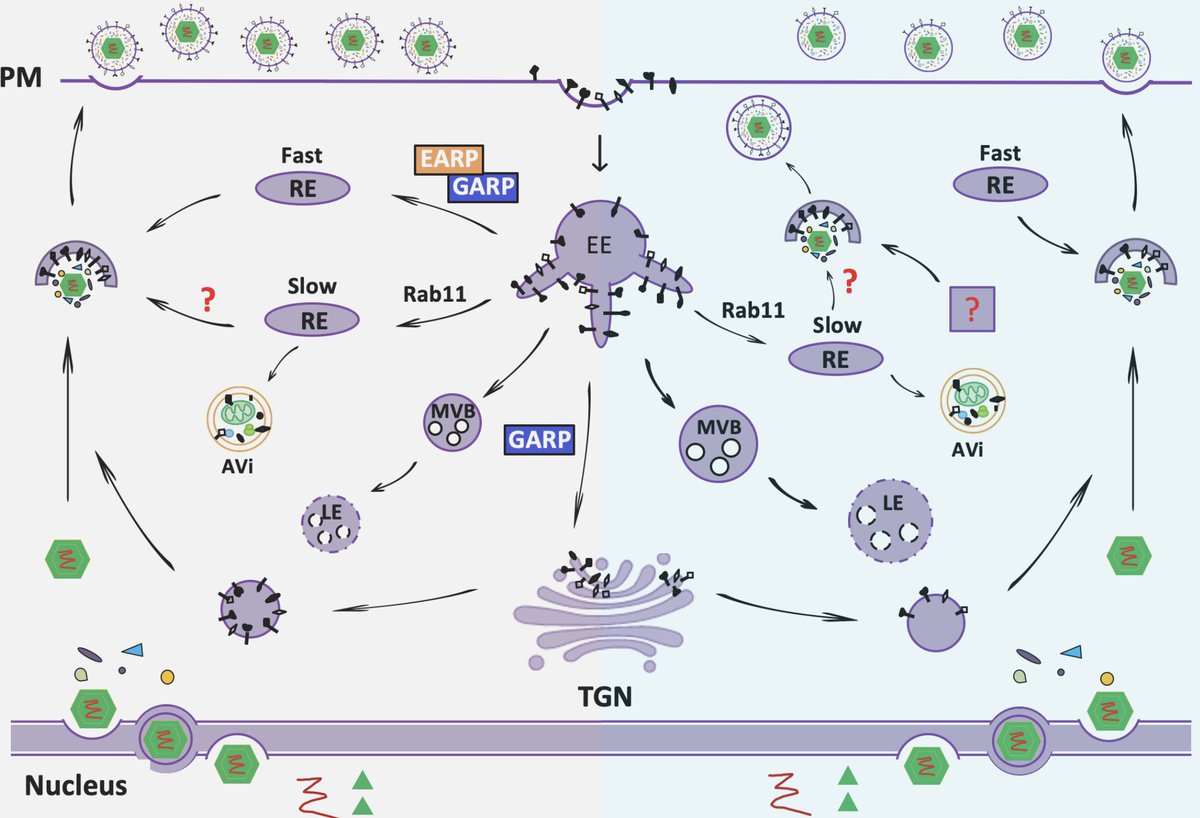 Very nice study showing that the membrane tethering complexes EARP and GARP (in addition to the GARP regulators SYS1 and ARFRP1) are important for Bovine Herpes Virus Type 1 replication biorxiv.org/content/10.110…