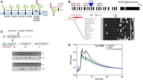 FEBS_Letters's tweet photo. A mutation in #Arabidopsis #thaliana ALG12 leads to misglycosylation of receptors and attenuated responses to #microbial elicitors →https://t.co/fpjkyv9A7i #plantdefense #calciumsignaling #plantimmunity #glycosylation #immuneresponse #patternrecognitionreceptors #glycans https://t.co/puJIGHTedj