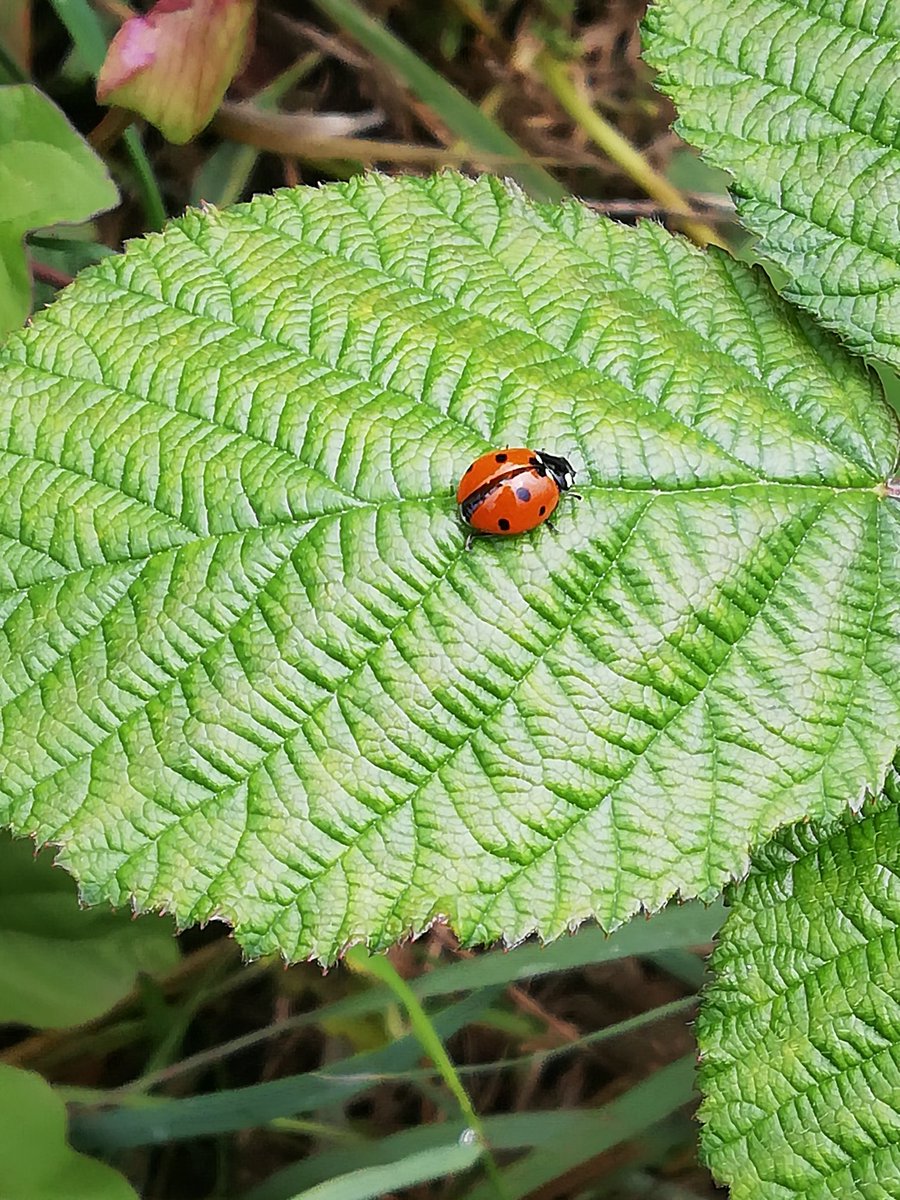 sargeemza1986's tweet photo. @watervilleps Geordie is enjoying his daily walks looking for different flowers and insects (these are some he found today) https://t.co/YqEg8z3GGL