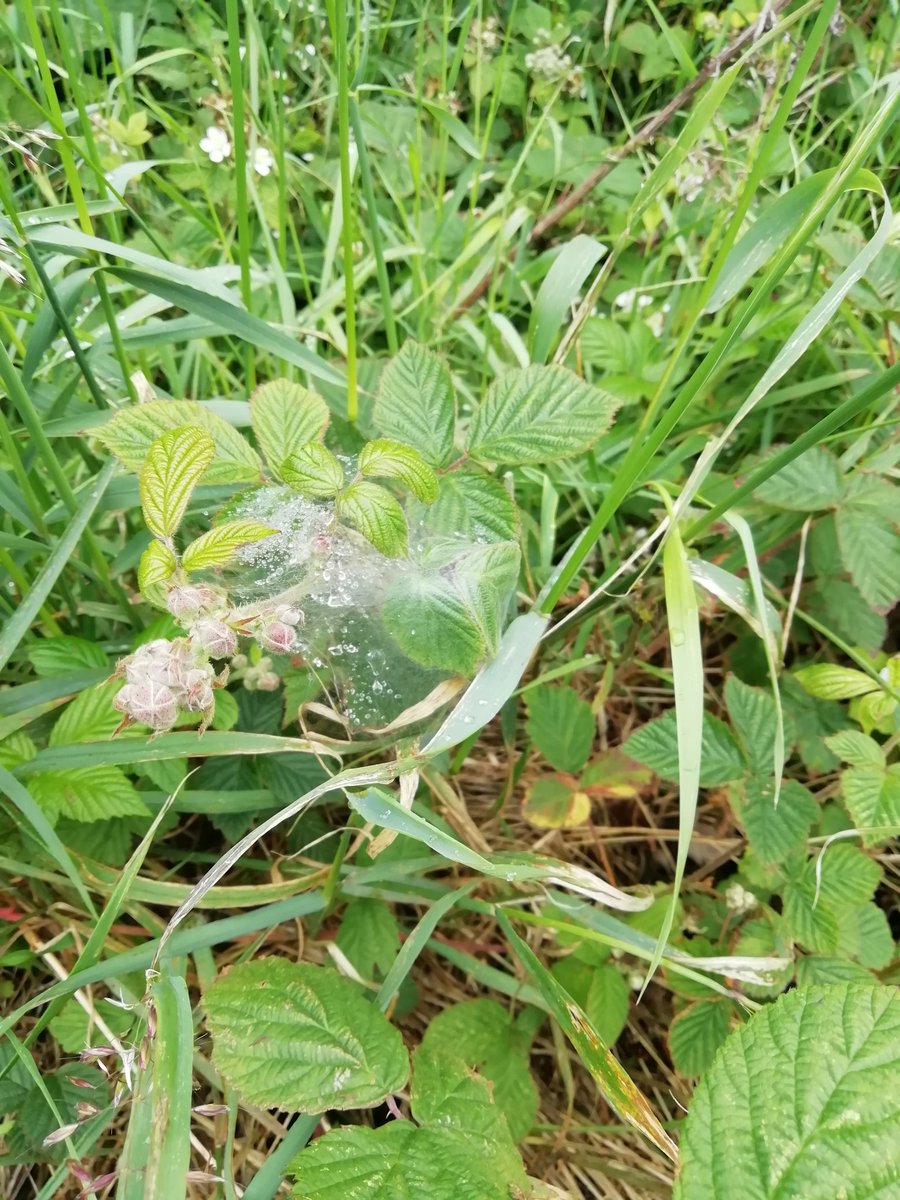 sargeemza1986's tweet photo. @watervilleps Geordie is enjoying his daily walks looking for different flowers and insects (these are some he found today) https://t.co/YqEg8z3GGL