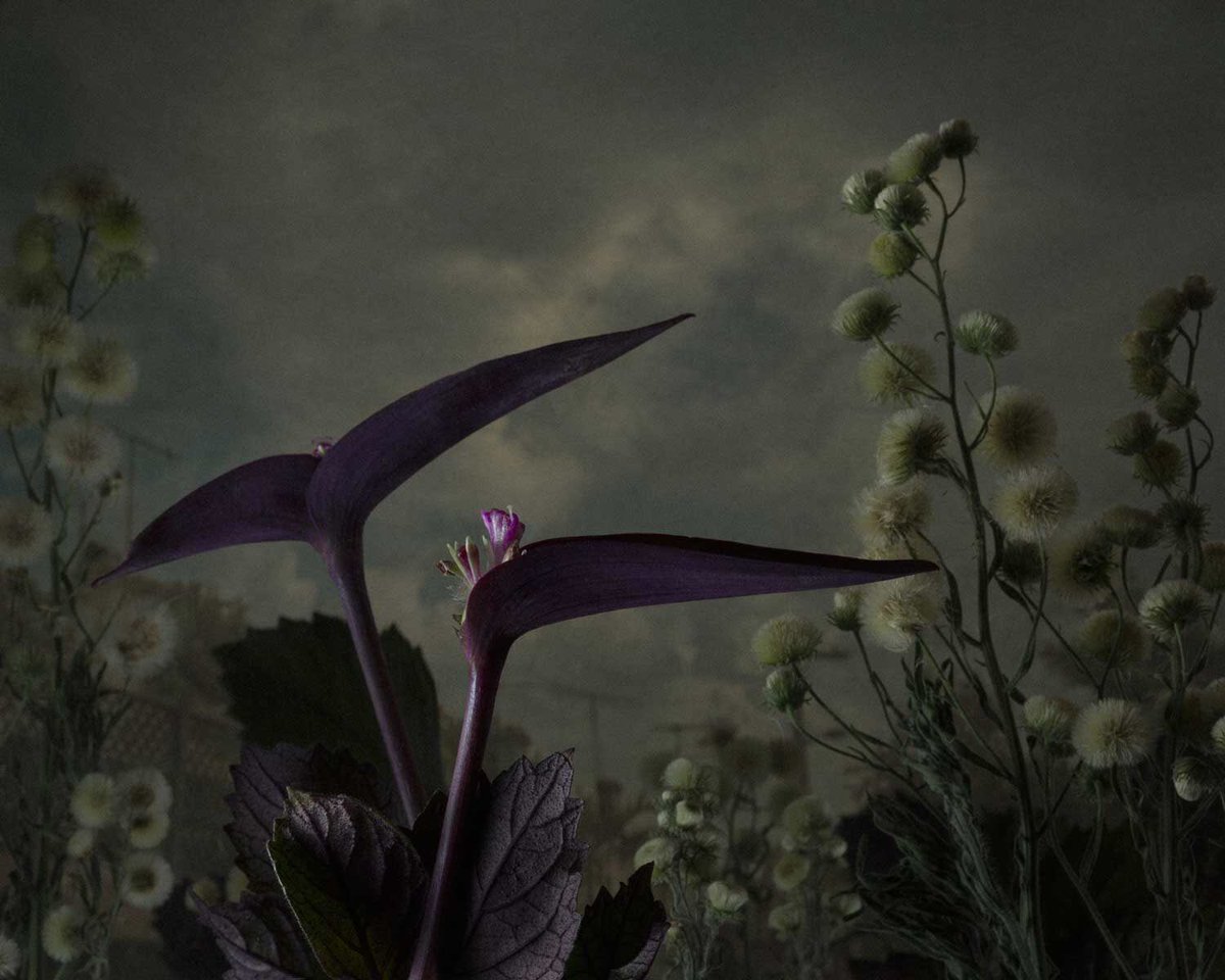 trajedesaliva's tweet photo. 🌱 No hay en mí nada que cruja, nada que aguante un arcoíris. Todo es blando, como una flor que se ha cansado.
#unavena #unapena #danielshipp #albumdefamilia 👨👩👧👦 #crimenesdomesticos #ultratumba #trajedesaliva #dark #ambient #industrial #dronemusic #experimental #spokenword https://t.co/4bMr4W8NIB