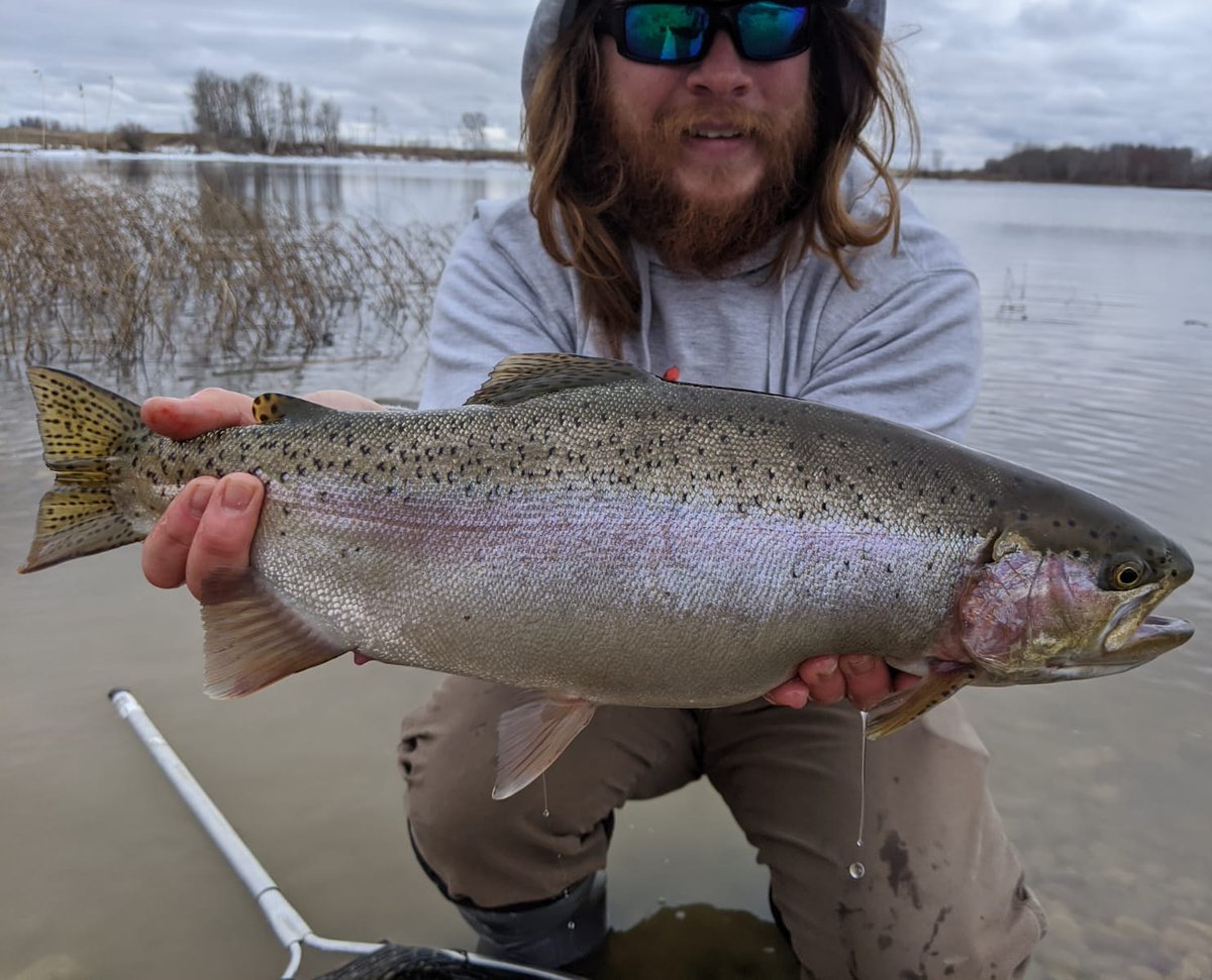 homiangling's tweet photo. I been slacking on the social media front since I had heart surgery.  Here's a nice bow from before I went in for surgery.

#rainbowtrout #trout #rainbow #troutbum #troutporn #chunky #catchandrelease #letemgoletemgrow #fishing #angler #troutfishing #fishinglife #shorefishing https://t.co/jXMrxwrddC