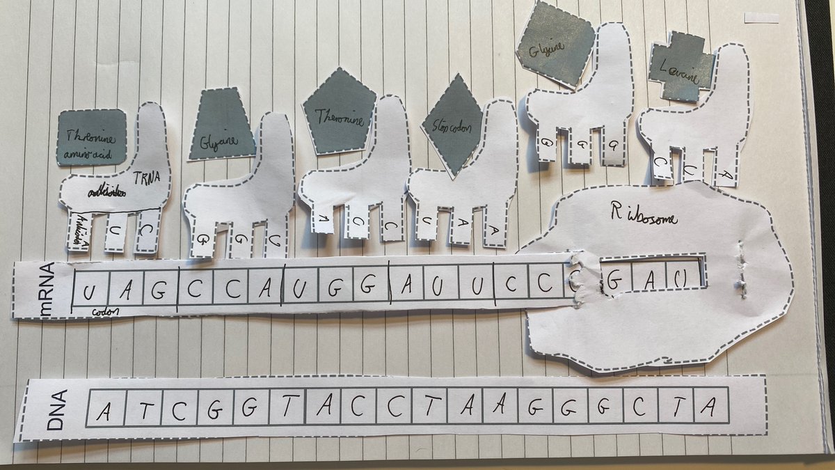 CKP_Science's tweet photo. And then #CokethorpeFourthForm modelled protein synthesis AND learnt about the genetic code https://t.co/MAYbkMAaF6