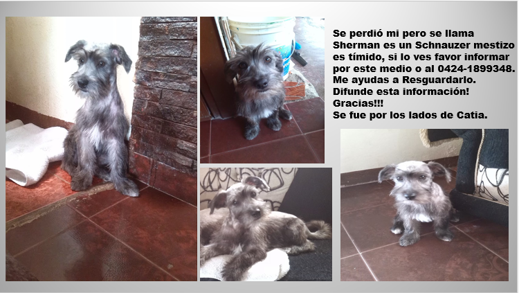 mayrlen_1406's tweet photo. Se perdió mi perro, ayúdame a difundir! https://t.co/5gSVyUjmbG