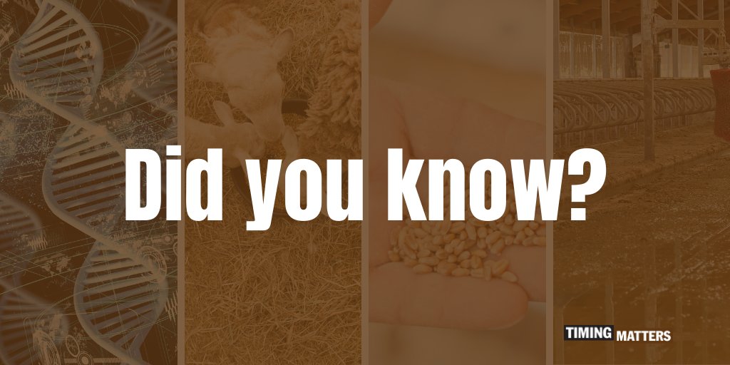 TimingMattersON's tweet photo. Livestock genetics, feed ingredients, type of bedding, and amount of washwater or other liquid used can affect the amount of N, P & K in the manure. #ManureSampling #TimingMatters https://t.co/1chKRyf3AJ