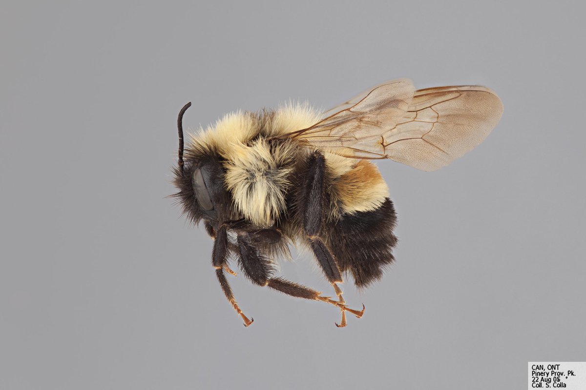 BeesYork's tweet image. #FurryFriday: Bombus affinis (Apidae), known as the #rustypatched bumble bee. It's endangered in Canada &amp;amp; our colleague @aliczner is looking for help finding them in southern Ontario! Check out her infographic below. The pictures here are a queen followed by a male. #beeoftheday