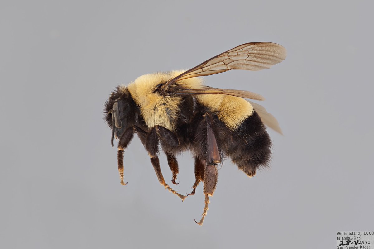 BeesYork's tweet image. #FurryFriday: Bombus affinis (Apidae), known as the #rustypatched bumble bee. It's endangered in Canada &amp;amp; our colleague @aliczner is looking for help finding them in southern Ontario! Check out her infographic below. The pictures here are a queen followed by a male. #beeoftheday