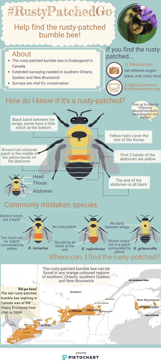 BeesYork's tweet image. #FurryFriday: Bombus affinis (Apidae), known as the #rustypatched bumble bee. It's endangered in Canada &amp;amp; our colleague @aliczner is looking for help finding them in southern Ontario! Check out her infographic below. The pictures here are a queen followed by a male. #beeoftheday