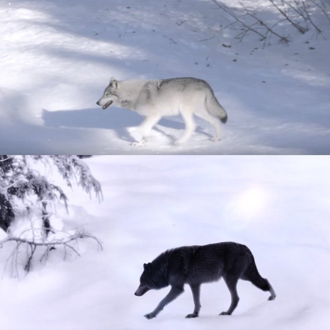 Rainmaker1973's tweet photo. Caribou and reindeer can see into the UV spectrum and as fur absorbs UV light, so wolves that appear white to us would look black against the snow to them https://t.co/JcGku5VuMH https://t.co/o6zXhCnmxf