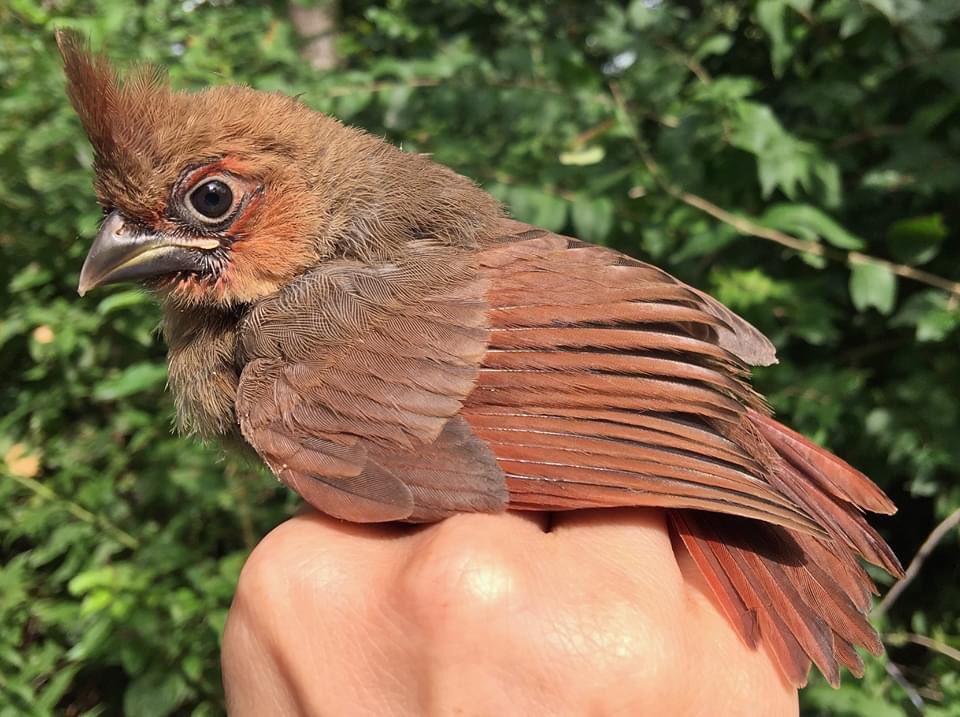 BSBOBIRD's tweet photo. Today's #FledglingFriday looks at the original angry bird itself... the Northern Cardinal (NOCA).
As youngsters, NOCA have a black bill which steadily changes to the iconic orange as these birds mature through the fall. #bsbo https://t.co/74E881rbXR