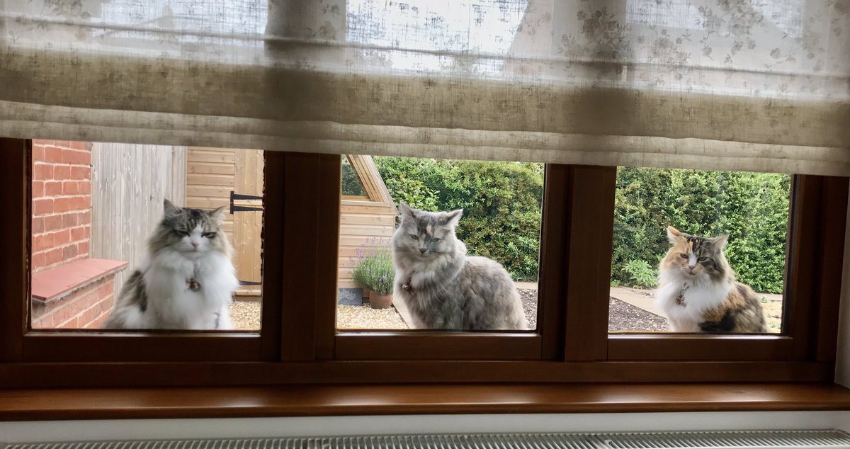 Three Amigos. Lulu, as always,  taking centre stage 💕 #CatsOnTwitter