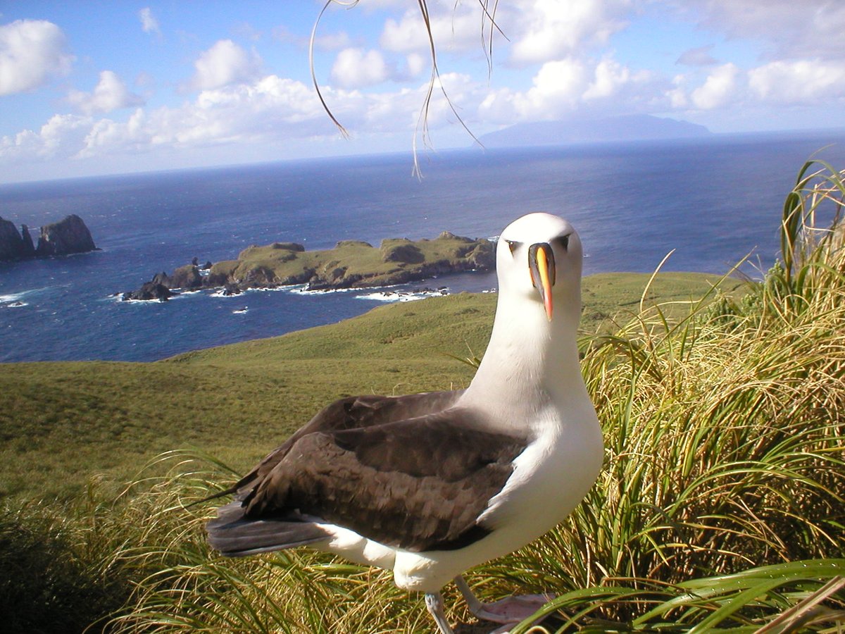 This beautiful yellow-nosed albatross in on Nightingale Island - you can see #tristandacunha in the background.  #WorldAlbatrossDay #diamundialdelosalbatros