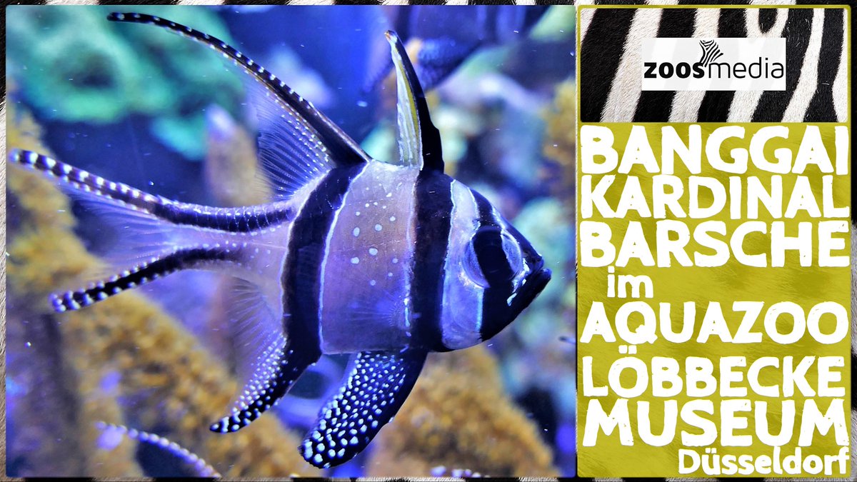 zoosmedia's tweet photo. Banggai-Kardinalbarsche im Aquazoo Löbbecke Museum Düsseldorf

▷ https://t.co/54FUuMwd0p

Banggai-Kardinalbarsche im .@Aquazoo0211 sind Botschafter ihrer Art.

#aquazoodüsseldorf #aquarium #banggaikardinalsbarsche #zoos #barsche #aquazooloebbeckemuseum #artenschutz #zoosmatter https://t.co/O5MYRO9MGu
