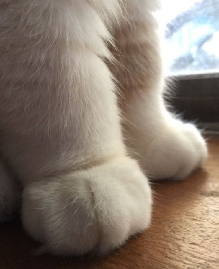 RelaxMyCat's tweet photo. CHONKY paws rise up! https://t.co/qGFZvCNJjR