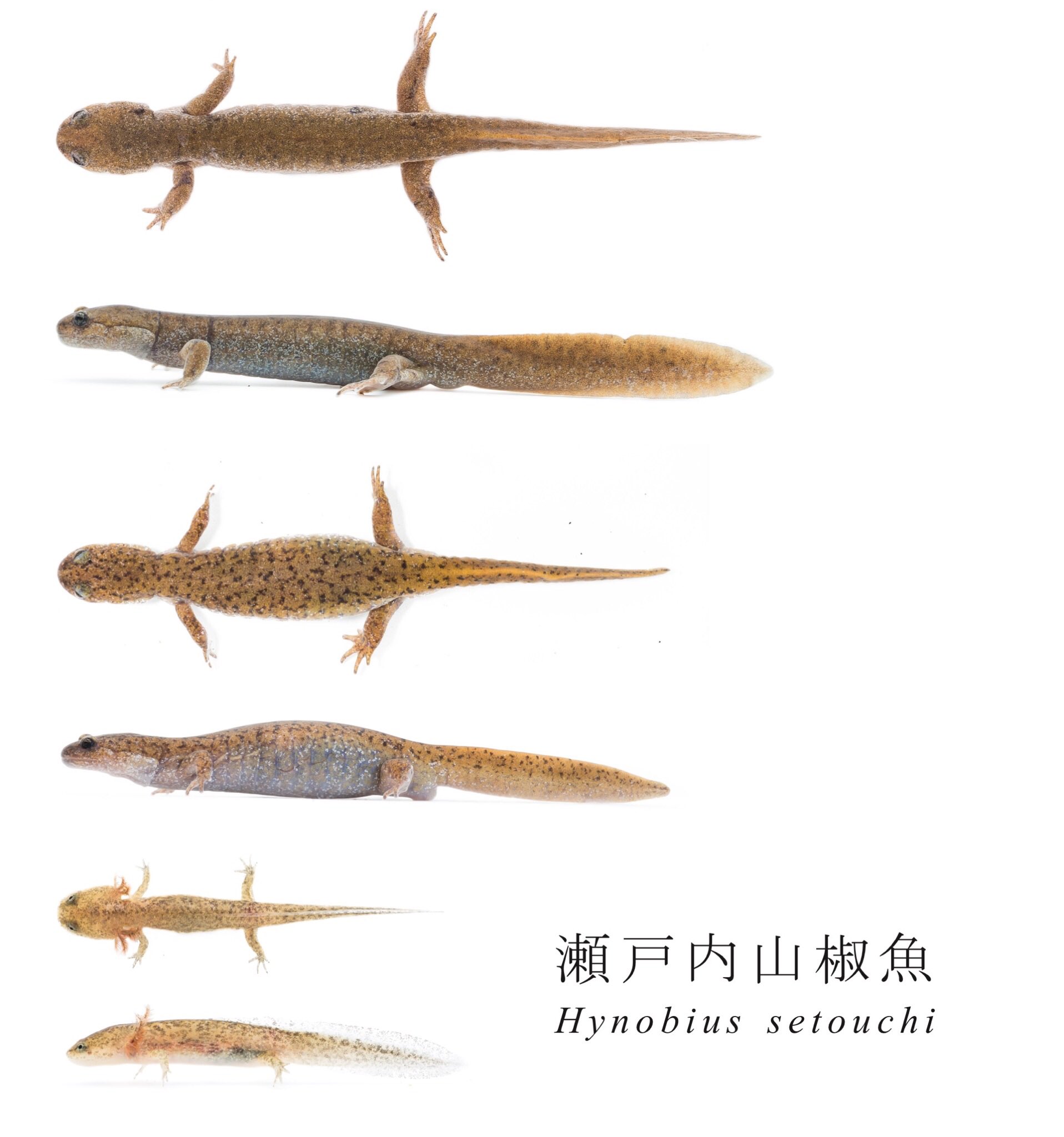 雲猫 オーバーラン 田んぼや湿地で採集していたのであれば 止水性のトウホクサンショウウオかクロサンショウウオの可能性が高いです 食べていたのは幼生か 成体かご確認頂くことは可能でしょうか こちらはセトウチサンショウウオですが 上の2つが成体