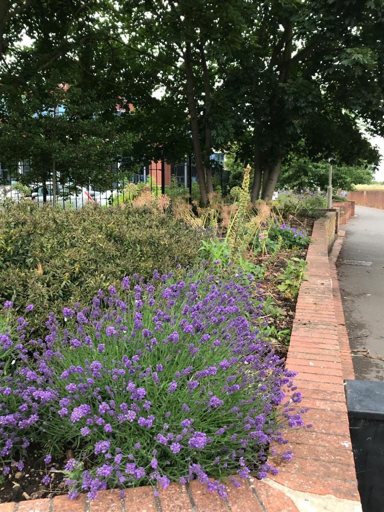 AlisonFairman's tweet photo. Boston in bloom were out for the first time since lockdown The planting posse had a great time clearing. #rhs #eastmidlandsinbloom #britaininbloom https://t.co/aAsuUwvt6B